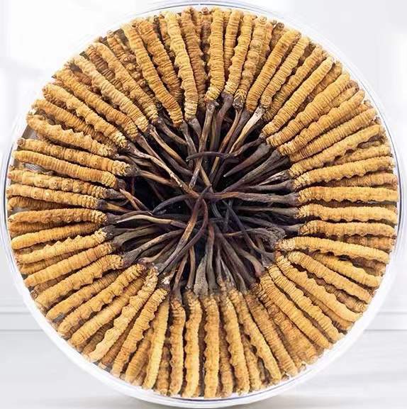 哈密冬虫夏草回收